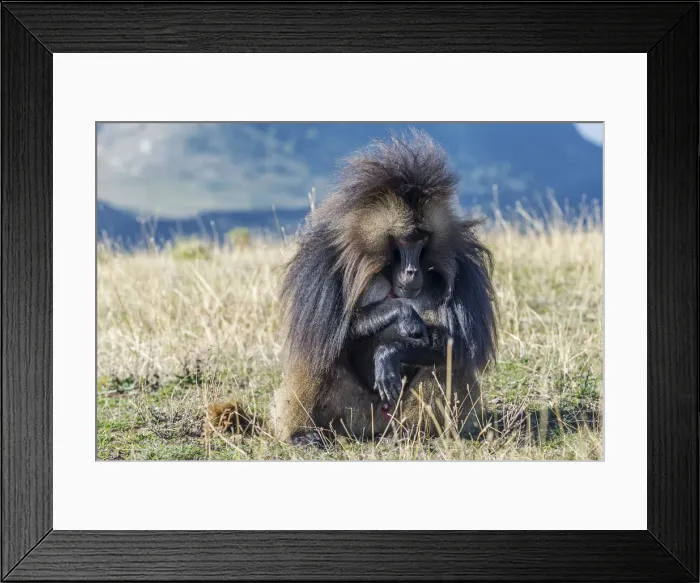 Framed Print : Africa, Ethiopia, Debre Libanos. Gelada Baboon at the ethiopian highlands Framed Print : Africa, Ethiopia, Debre Libanos. Gelada Baboon at the ethiopian highlands