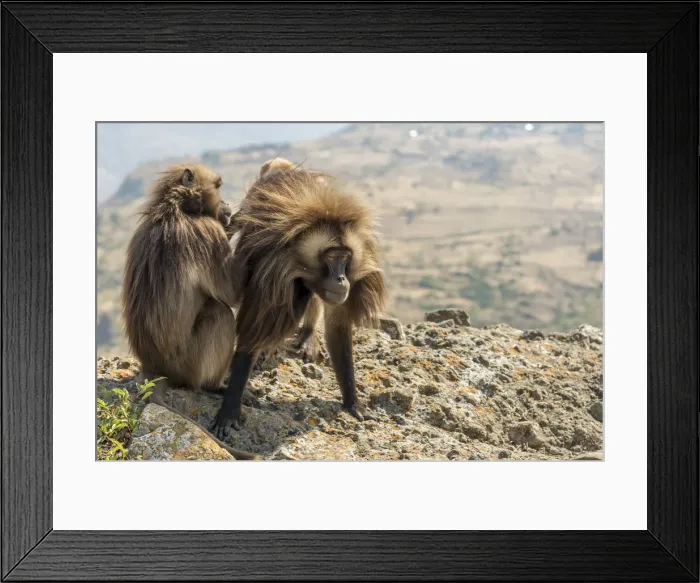 Framed Print : Africa, Ethiopia, highlands. Gelada Apes near Lalibela Framed Print : Africa, Ethiopia, highlands. Gelada Apes near Lalibela