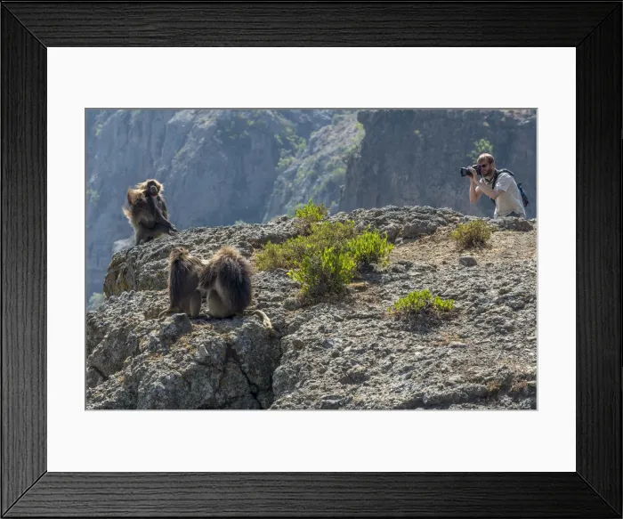 Framed Print : Africa, Ethiopia, Debre Libanos. Gelada Baboon at the ethiopian highlands Framed Print : Africa, Ethiopia, Debre Libanos. Gelada Baboon at the ethiopian highlands