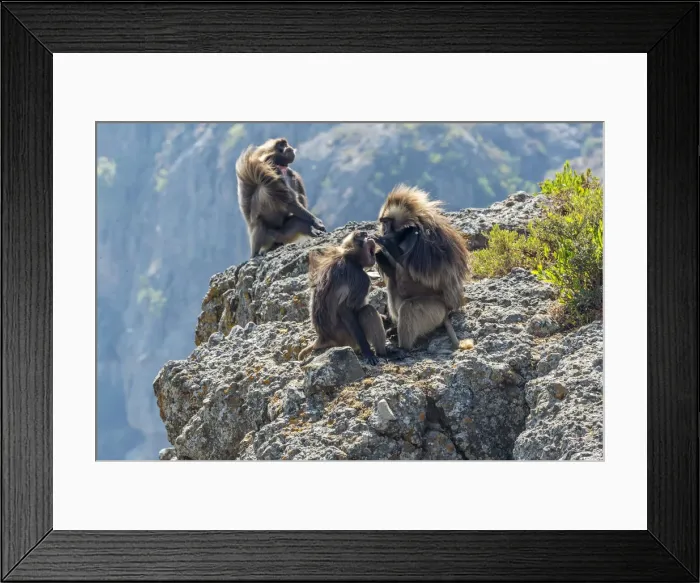 Framed Print : Africa, Ethiopia, Debre Libanos. Gelada Baboon at the ethiopian highlands Framed Print : Africa, Ethiopia, Debre Libanos. Gelada Baboon at the ethiopian highlands