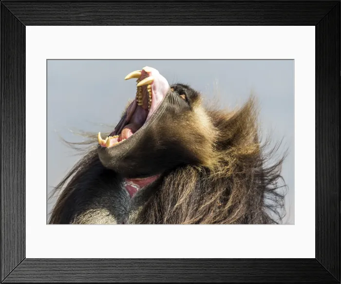 Framed Print : Africa, Ethiopia, Debre Libanos. Gelada Ape yawning Framed Print : Africa, Ethiopia, Debre Libanos. Gelada Ape yawning