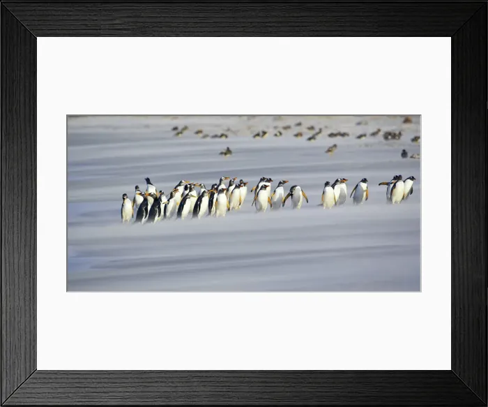 Framed Print : A line of Gentoo penguins (Pygoscelis papua) walking on the beach, Sea Lion Island Framed Print : A line of Gentoo penguins (Pygoscelis papua) walking on the beach, Sea Lion Island