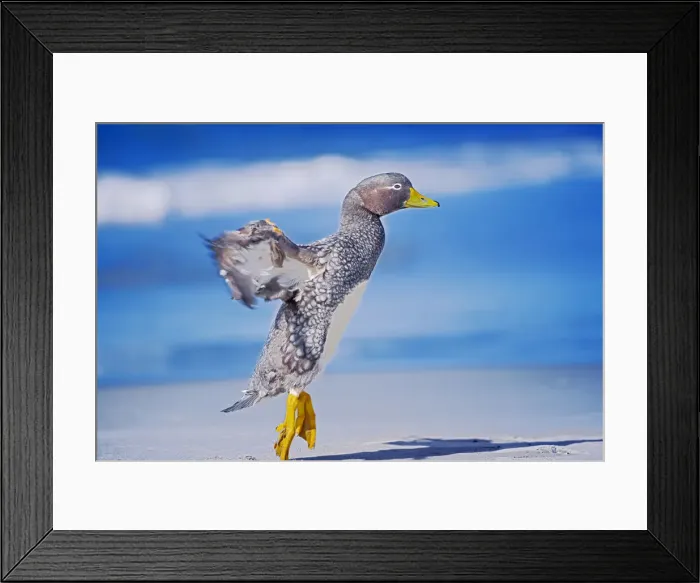 Framed Print : Steamer duck (Tachyeres brachypterus) performing ballet dance, Falkland Islands Framed Print : Steamer duck (Tachyeres brachypterus) performing ballet dance, Falkland Islands