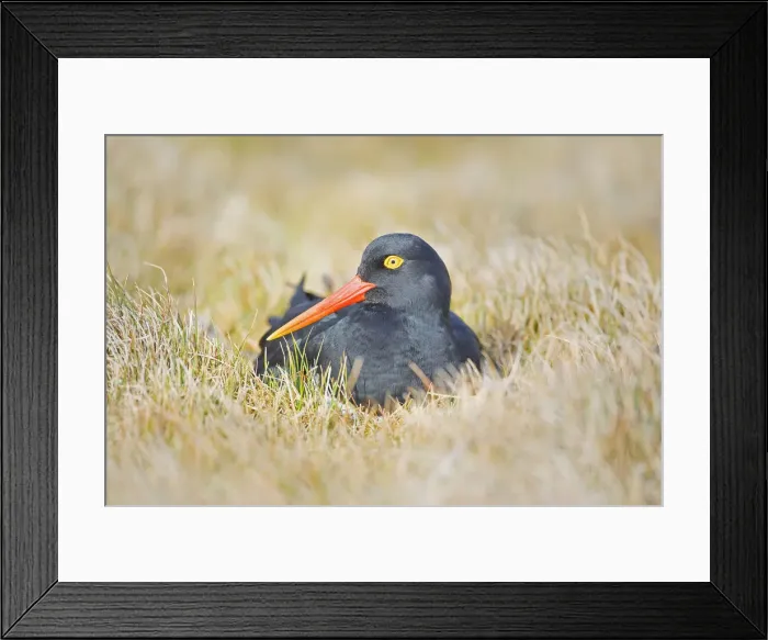 Framed Print : Magellanic oystercatcher, Sea Lion Island, Falkland Islands, South Atlantic, South