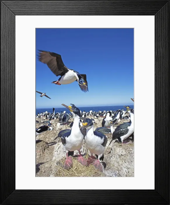Framed Print : King cormorants (Phalacrocorax atriceps )protecting their nest, Sea Lion Island Framed Print : King cormorants (Phalacrocorax atriceps )protecting their nest, Sea Lion Island