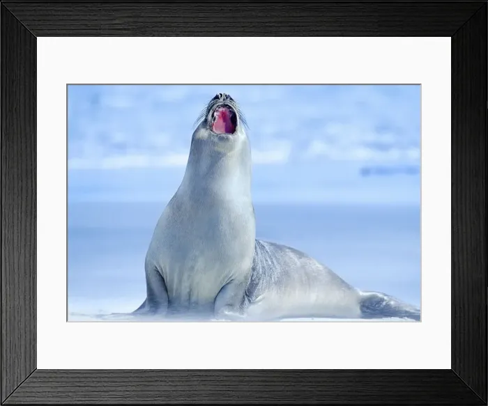 Framed Print : Elephant seal (Mirounga leonina) roaring, Sea Lion Island, Falkland Islands, South Framed Print : Elephant seal (Mirounga leonina) roaring, Sea Lion Island, Falkland Islands, South