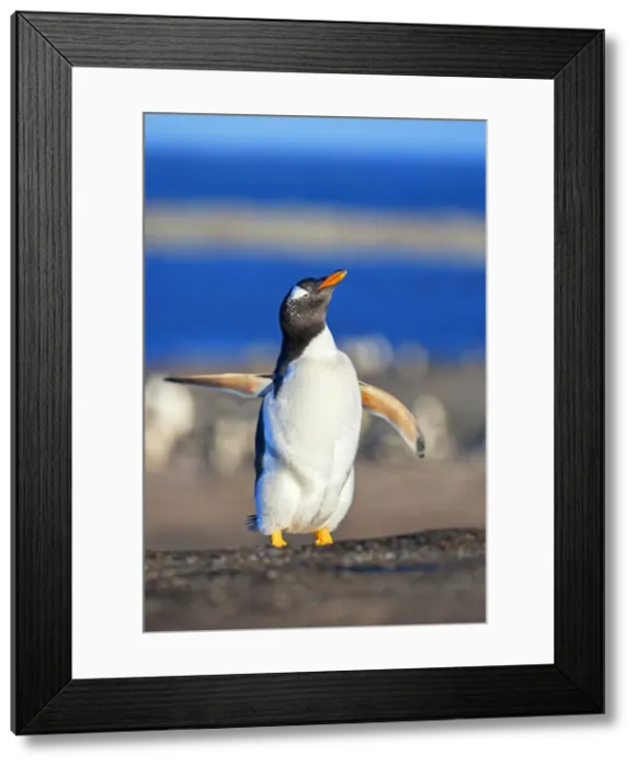 Framed Print : Gentoo penguin performing ballet dance, Sea Lion Island, Falkland Islands Framed Print : Gentoo penguin performing ballet dance, Sea Lion Island, Falkland Islands