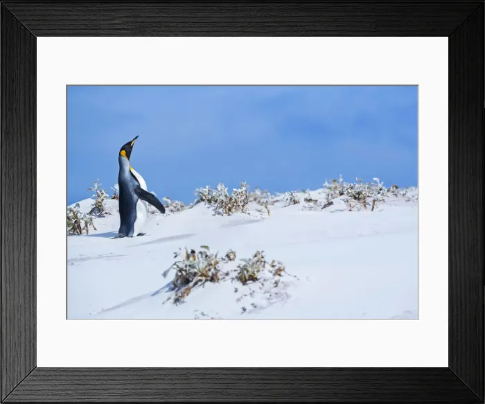 Framed Print : King penguin (Aptenodytes patagonicus), East Falkland, Falkland Islands Framed Print : King penguin (Aptenodytes patagonicus), East Falkland, Falkland Islands