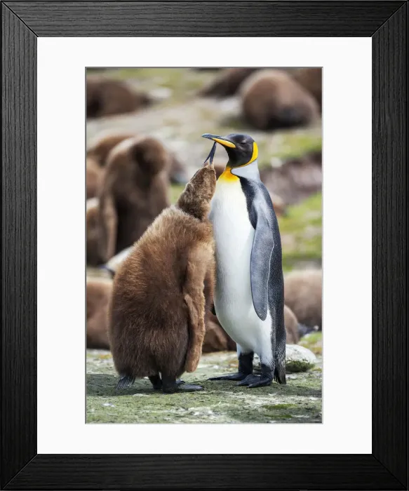 Framed Print : An adult King penguin (Aptenodytes patagonicus) feeding its chick, East Falkland Framed Print : An adult King penguin (Aptenodytes patagonicus) feeding its chick, East Falkland