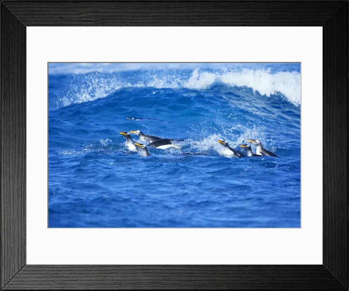 Framed Print : Gentoo Penguins (Pygocelis papua papua) swimming together, Falkland Islands Framed Print : Gentoo Penguins (Pygocelis papua papua) swimming together, Falkland Islands