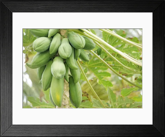 Framed Print : Pawpaw or Papaya (Carica papaya), Wayaseva island, Yasawa Island Group, Fiji, South Framed Print : Pawpaw or Papaya (Carica papaya), Wayaseva island, Yasawa Island Group, Fiji, South