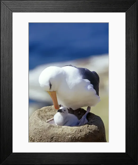 Framed Print : A black-browned albatross (Thalassarche melanophris) tenderly looking at its chick Framed Print : A black-browned albatross (Thalassarche melanophris) tenderly looking at its chick