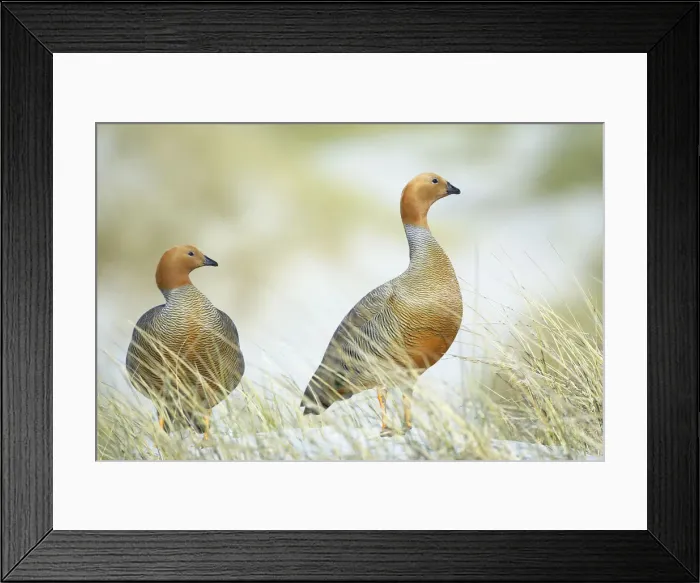 Framed Print : Ruddy-headed geese in grass, Sea Lion Island, Falkland Islands, South America Framed Print : Ruddy-headed geese in grass, Sea Lion Island, Falkland Islands, South America