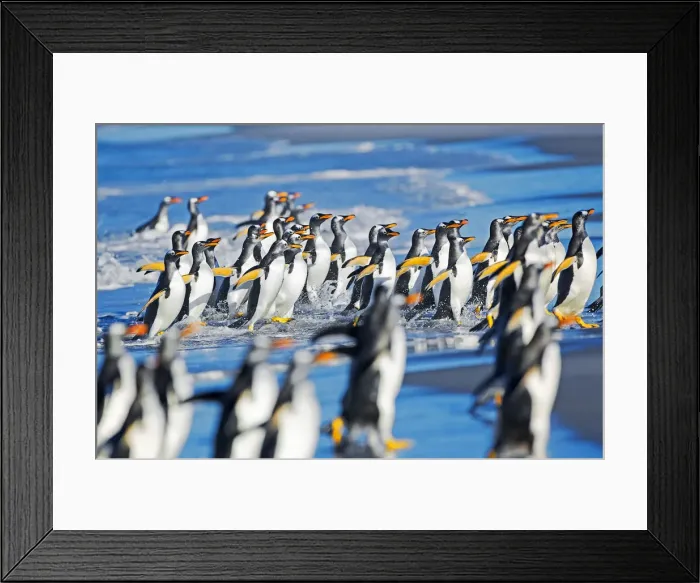 Framed Print : Gentoo Penguins coming out of the ocean, Sea Lion Island, Falkland Islands Framed Print : Gentoo Penguins coming out of the ocean, Sea Lion Island, Falkland Islands