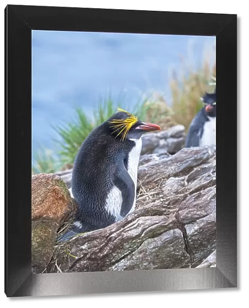 A macaroni penguin (Eudyptes chrysolophus), East Falkland, Falkland Islands