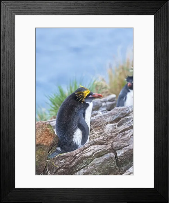 Framed Print : A macaroni penguin (Eudyptes chrysolophus), East Falkland, Falkland Islands Framed Print : A macaroni penguin (Eudyptes chrysolophus), East Falkland, Falkland Islands