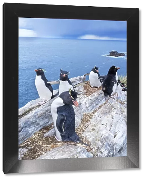 A group of rockhopper penguins (Eudyptes chrysocome chrysocome) on top of a small islet