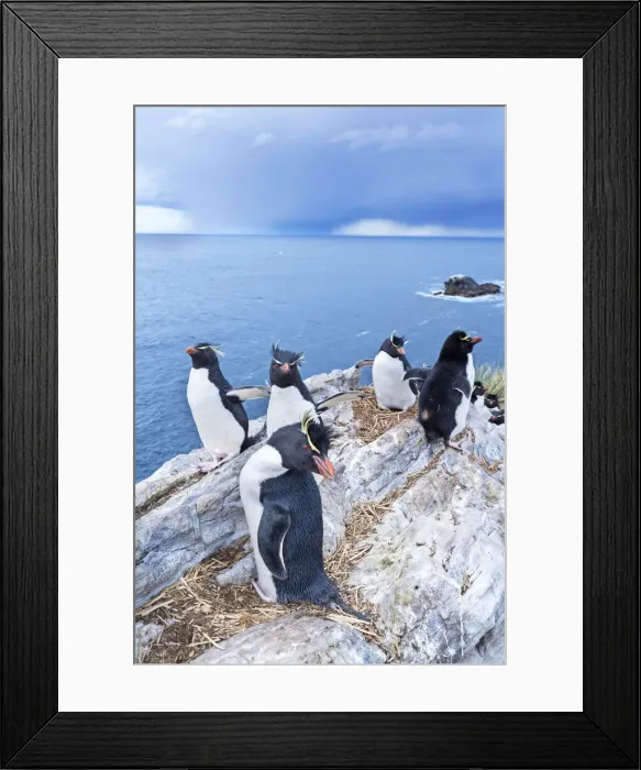Framed Print : A group of rockhopper penguins (Eudyptes chrysocome chrysocome) on top of a small islet Framed Print : A group of rockhopper penguins (Eudyptes chrysocome chrysocome) on top of a small islet
