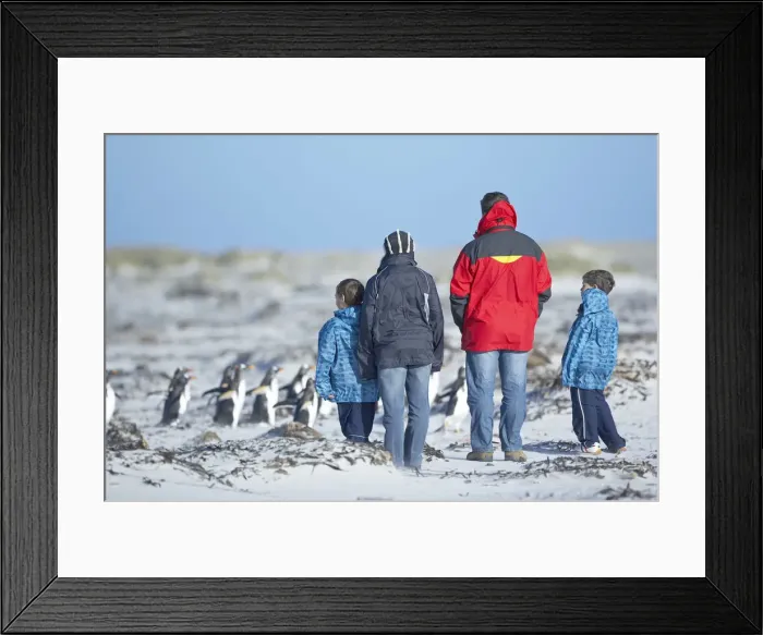 Framed Print : People watching penguins, Falkland Islands, South Atlantic, South America Framed Print : People watching penguins, Falkland Islands, South Atlantic, South America