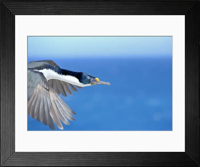 Framed Print : King cormorant (Phalacrocorax atriceps) in flight, Falkland Islands, South America Framed Print : King cormorant (Phalacrocorax atriceps) in flight, Falkland Islands, South America