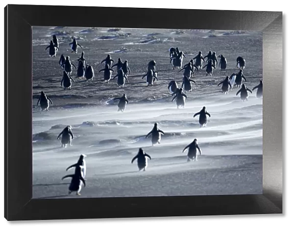 Gentoo Penguins walking through a sandstorm, Sea Lion Island, Falkland Islands