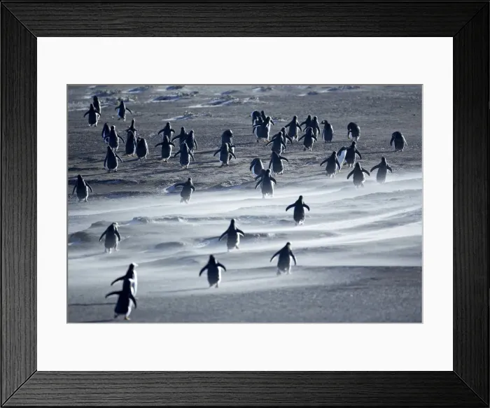 Framed Print : Gentoo Penguins walking through a sandstorm, Sea Lion Island, Falkland Islands
