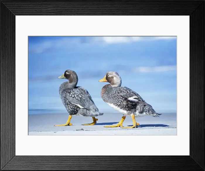 Framed Print : A male and a female steamer ducks (Tachyeres brachypterus) walking together, Sea Lion Framed Print : A male and a female steamer ducks (Tachyeres brachypterus) walking together, Sea Lion