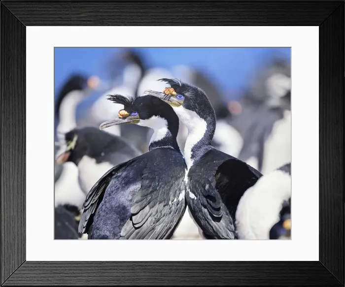 Framed Print : King cormorants (Phalacrocorax atriceps), Sea Lion Island, Falkland Islands Framed Print : King cormorants (Phalacrocorax atriceps), Sea Lion Island, Falkland Islands