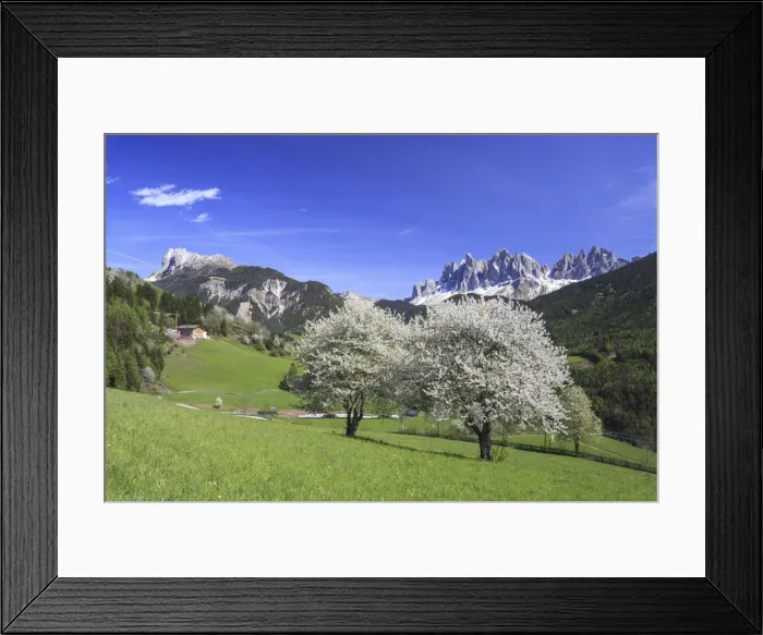 Framed Print : The Odle in background enhanced by flowering trees Framed Print : The Odle in background enhanced by flowering trees