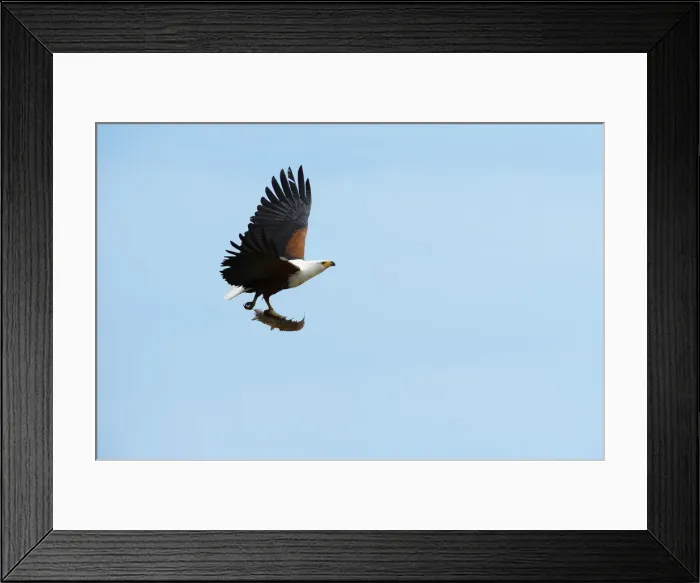 Framed Print : Masai Mara Park, Kenya, Africa A Fish Eagle in flight shot with a fish in its claws cat Framed Print : Masai Mara Park, Kenya, Africa A Fish Eagle in flight shot with a fish in its claws cat