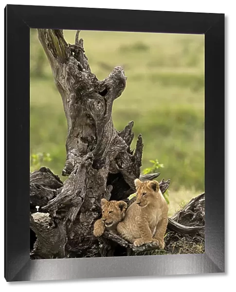 Masai Mara Park, Kenya, Africa Copy of lion cubs inside a trunk