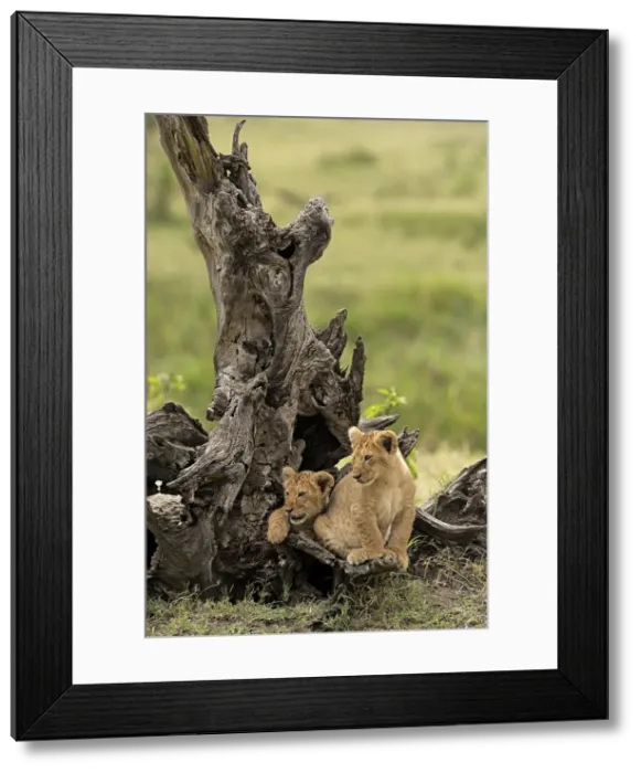 Framed Print : Masai Mara Park, Kenya, Africa Copy of lion cubs inside a trunk Framed Print : Masai Mara Park, Kenya, Africa Copy of lion cubs inside a trunk