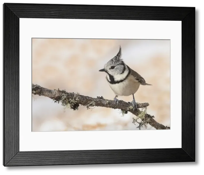 Framed Print : Engadina, Val Roseg, Switzerland Tit with a tuft recovery resting on a branch Framed Print : Engadina, Val Roseg, Switzerland Tit with a tuft recovery resting on a branch