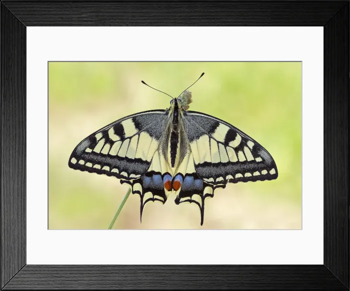 Framed Print : Pieve d Olmi, Cremona, Lombardy, Italy Macro photograph of a Papilio machaon with Framed Print : Pieve d Olmi, Cremona, Lombardy, Italy Macro photograph of a Papilio machaon with