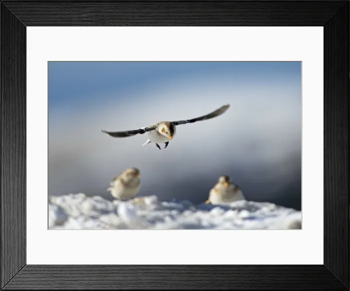 Framed Print : Lessinia, Veneto, Italy One bunting flying above other two birds taken in the mountains Framed Print : Lessinia, Veneto, Italy One bunting flying above other two birds taken in the mountains