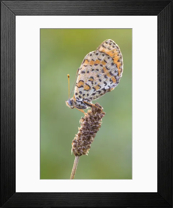 Framed Print : Ponti sul Mincio, Mantova, Lombardy, Italy Macro photograph of a Melitea placed on an ear Framed Print : Ponti sul Mincio, Mantova, Lombardy, Italy Macro photograph of a Melitea placed on an ear