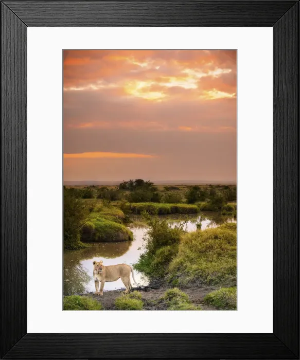Framed Print : Masai Mara Park, Kenya, Africa A lioness shot at sunset in the Masai Mara Framed Print : Masai Mara Park, Kenya, Africa A lioness shot at sunset in the Masai Mara