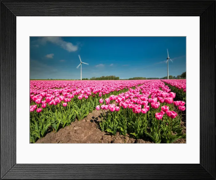 Framed Print : Lisse, Netherlands. A field of tulips with wind turbines in the background Framed Print : Lisse, Netherlands. A field of tulips with wind turbines in the background