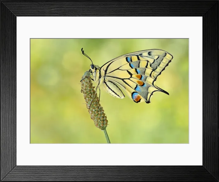 Framed Print : Parma, Emilia Romagna, Italy. Macro photograph of Papilio machaon on a perch Framed Print : Parma, Emilia Romagna, Italy. Macro photograph of Papilio machaon on a perch