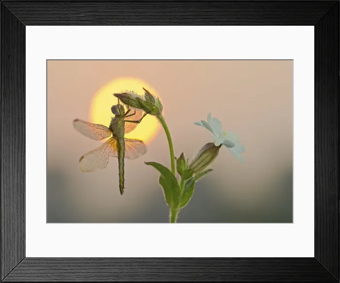 Framed Print : Parma, Emilia Romagna, Italy Sympetrum foscolombi waiting for the first rays of Framed Print : Parma, Emilia Romagna, Italy Sympetrum foscolombi waiting for the first rays of