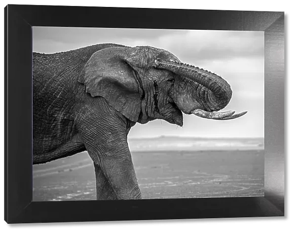 Amboseli Park, Kenya, Africa Closeup of a male elephant. Photo in black and white