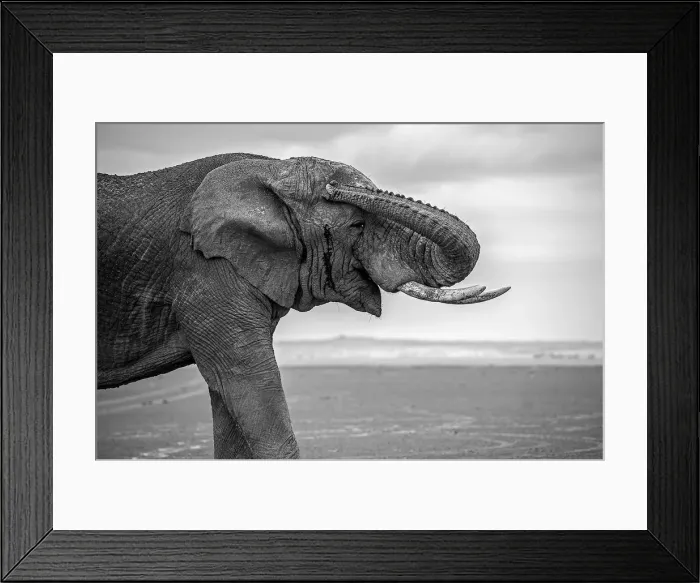 Framed Print : Amboseli Park, Kenya, Africa Closeup of a male elephant. Photo in black and white Framed Print : Amboseli Park, Kenya, Africa Closeup of a male elephant. Photo in black and white
