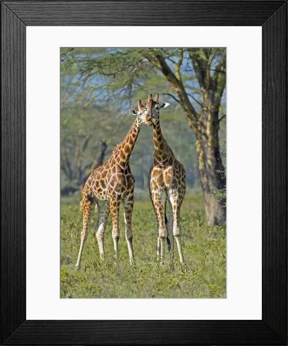 Framed Print : Lake Nakuru, Kenya, Africa Gestures of affection between two young giraffes Framed Print : Lake Nakuru, Kenya, Africa Gestures of affection between two young giraffes