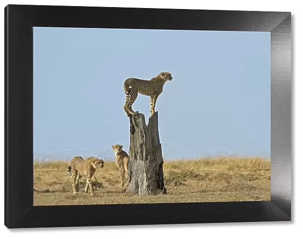 Masai Mara Park, Kenya, Africa The games on the trunk of a family of cheetahs in the