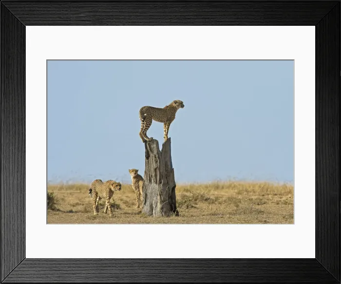 Framed Print : Masai Mara Park, Kenya, Africa The games on the trunk of a family of cheetahs in Framed Print : Masai Mara Park, Kenya, Africa The games on the trunk of a family of cheetahs in