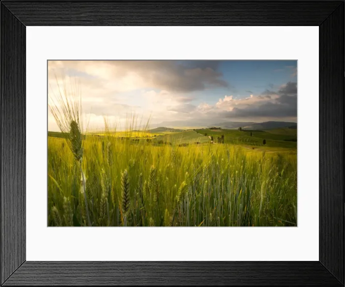Framed Print : Grain fields in Orcia Valley, Pienza district, Tuscany, Italy Framed Print : Grain fields in Orcia Valley, Pienza district, Tuscany, Italy