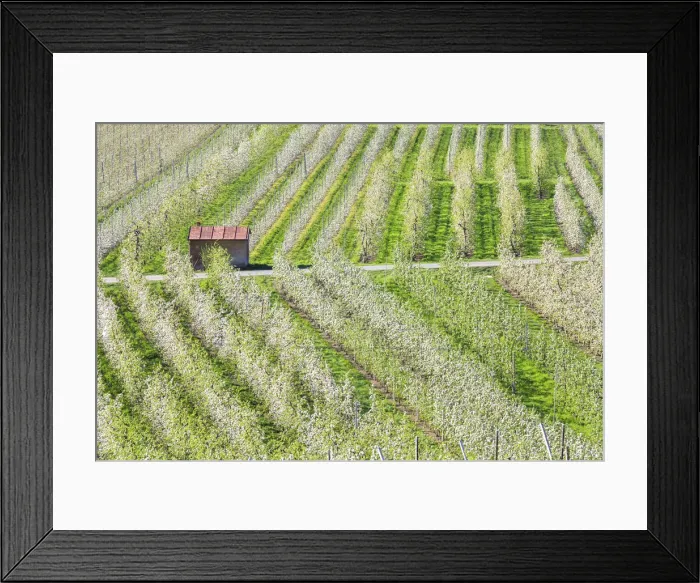 Framed Print : Flowering apple orchards Villa of Tirano Province of Sondrio Lombardy Valtellina Italy Framed Print : Flowering apple orchards Villa of Tirano Province of Sondrio Lombardy Valtellina Italy