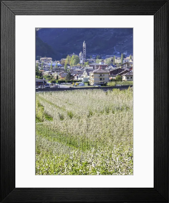 Framed Print : Flowering apple orchards frame Villa of Tirano village Province of Sondrio Lombardy Framed Print : Flowering apple orchards frame Villa of Tirano village Province of Sondrio Lombardy