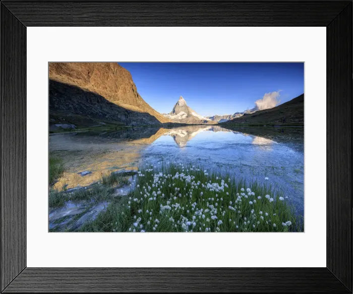 Framed Print : Cotton grass frame the Matterhorn reflected in Lake Stellisee at dawn Zermatt Canton Framed Print : Cotton grass frame the Matterhorn reflected in Lake Stellisee at dawn Zermatt Canton