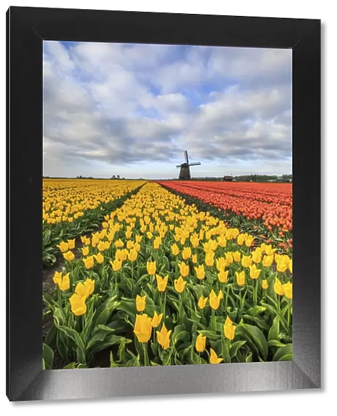 Spring clouds on fields of multicolored tulips and windmill Berkmeer Koggenland North